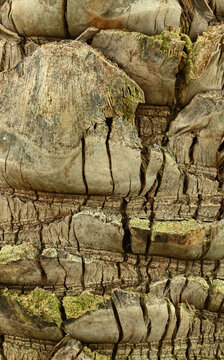 Beautiful close-up of the bark of butia bonnetii