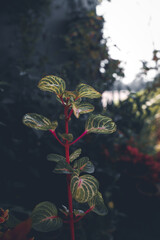 Green beautiful moody leaf