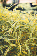 Green beautiful moody leaf