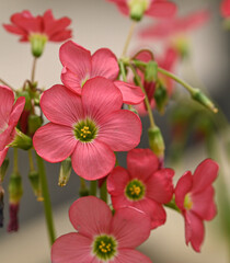 Beautiful close-up of oxalis tetraphylla
