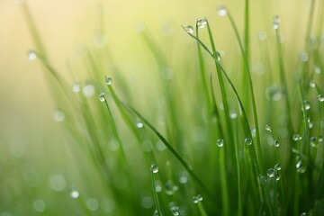 朝露のついた植物のアップ