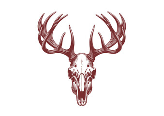 Animal skull vector illustration
