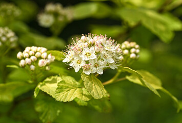 Beautiful close-up of physocarpus opulifolius