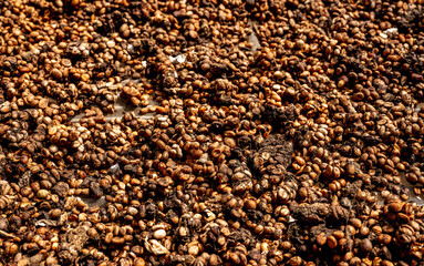 Luwak coffee production process. coffee cherries bask in sun's warmth, arranged on wooden surfaces. drying phase integral to creation of premium Luwak coffee