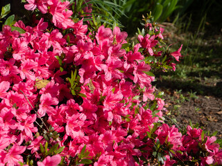 Fototapeta premium 公園の鮮やかなツツジの花