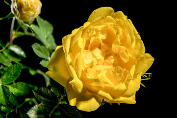 Blooming yellow Climbing rose Golden Showers on a black background