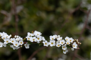 春の街角にユキヤナギが咲いて