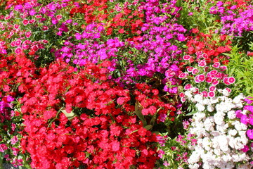 鮮やかなカラフルのお花の寄せ植え