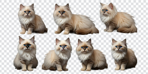 Fototapeta premium set of cute cat in different pose isolated on transparent background, 