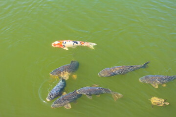 Naklejka premium 自由に泳ぐ鯉