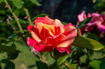 Rosa roja anaranjada