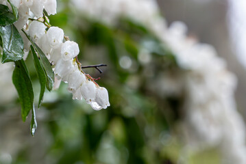 雨に濡れたアセビの花