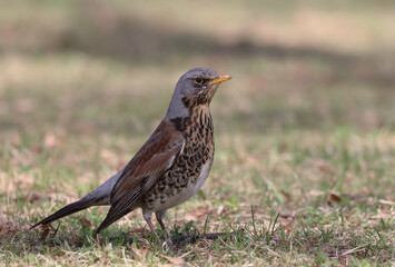 Fieldfare