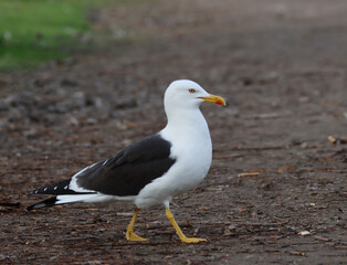 Fototapeta premium Lesser black-backed gull