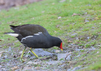 Moorhen