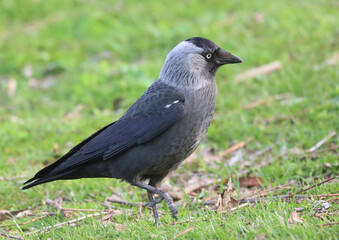 Jackdaw