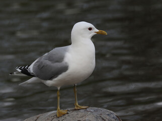 Common gull