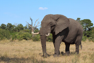 Obraz premium Afrikanischer Elefant / African elephant / Loxodonta africana