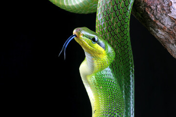 gonyosoma oxycephalum, green snake with black background