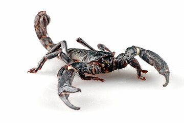 asian forest scorpion with white background 