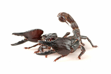 asian forest scorpion with white background 