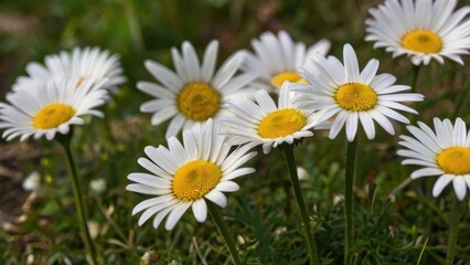 Fototapeta premium daisies in a field