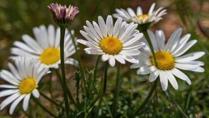 Fototapeta premium daisies in a field