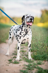 Portrait of a beautiful purebred Dalmatian on a field in summer.