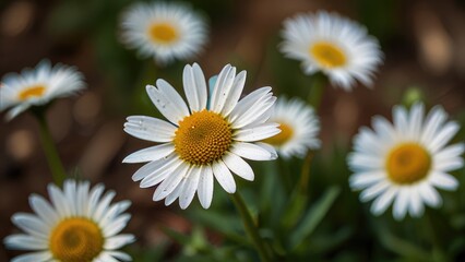 Fototapeta premium daisies in the garden