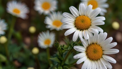 Fototapeta premium daisies in a garden