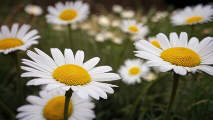 Fototapeta premium Breathtaking View of Alpine Botany