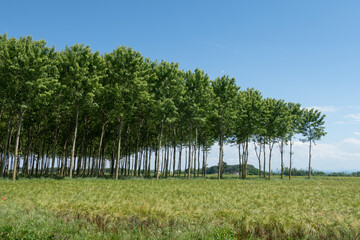 Fototapeta premium Po Valley