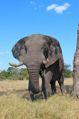 Obraz premium Afrikanischer Elefant / African elephant / Loxodonta africana