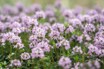Blooming pink winter savory (Satureja montana). Use as culinary herb.