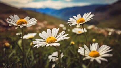 Obraz premium Fresh Alpine Daisies on Sunny Day
