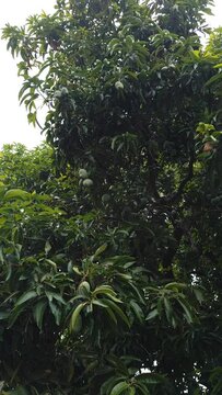 Lush fresh mango trees and lots of mangoes india