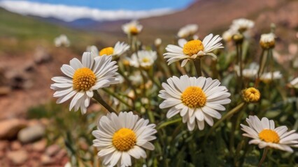 Fototapeta premium Summer Blooms Against Mountain Backdrop