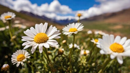 Fototapeta premium Beautiful Daisy Cluster