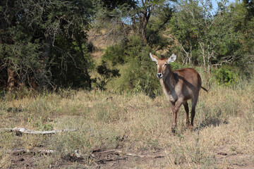 Wasserbock / Waterbuck / Kobus ellipsiprymnus
