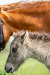 Fototapeta premium icelandic horse foal one day old grey brown wild 