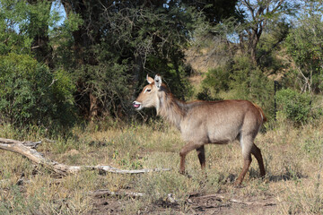 Wasserbock / Waterbuck / Kobus ellipsiprymnus