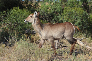 Wasserbock / Waterbuck / Kobus ellipsiprymnus