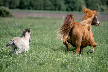 icelandic horse foal one day old grey brown wild 