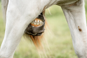 Icelandic horse scratching her legs itchy itch