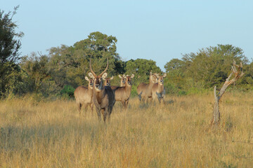 Wasserbock / Waterbuck / Kobus ellipsiprymnus