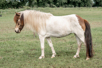 Obraz premium icelandic horse standing stand equine 