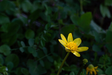 艶のある黄色い花びらが美しいヒメリュウキンカ