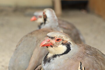 Two birds with red beaks stand together on the ground