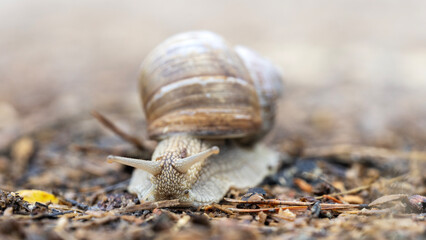 snail or slug on a forest road