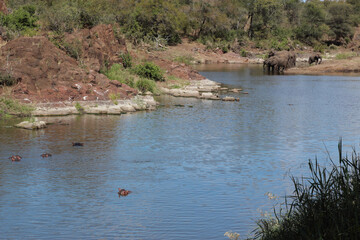 Afrikanischer Elefant am Sweni River/ African elephant at Sweni River / Loxodonta africana